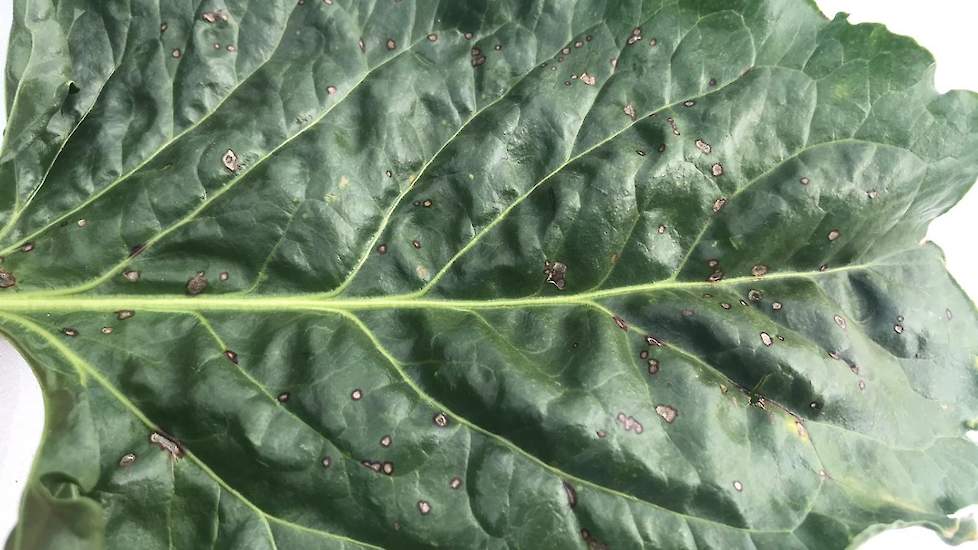 22 augustus: Op het oude blad is een redelijke aantasting van Cercospora te zien. Het jonge blad is nog gezond, en dat hopen we gezond te houden. De bieten zijn tegen ziekte gespoten op 4 juli, 19 juli en 8 augustus. We hebben het eerste interval kort geh