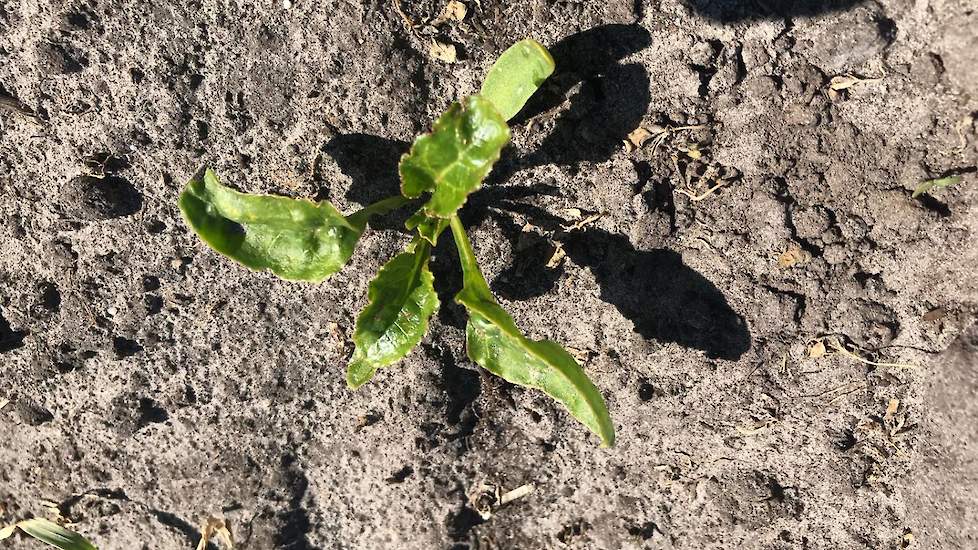 14 mei: De vorige bespuiting is 13 dagen geleden, het perceel is relatief schoon na de geslaagde voorgaande bespuitingen.