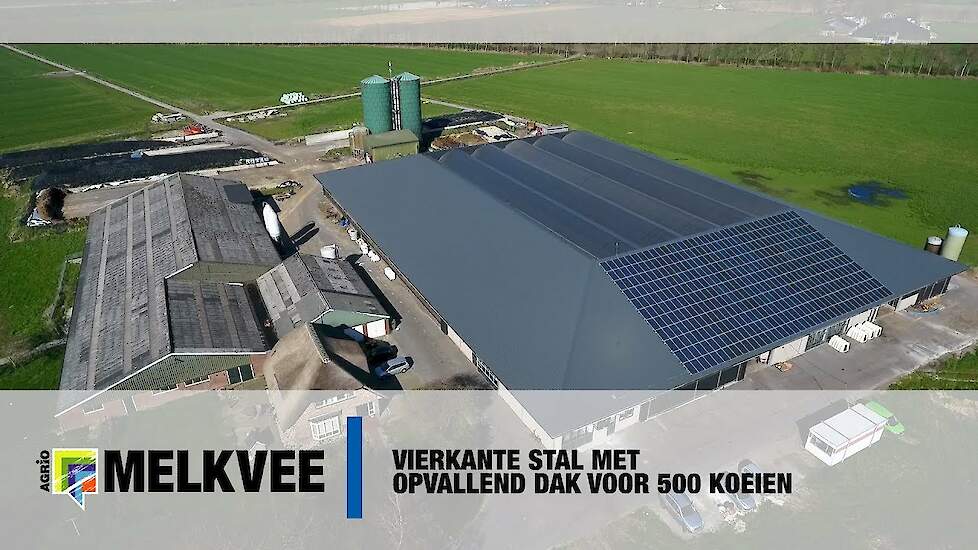 Vierkante stal met opvallend dak voor 500 koeien