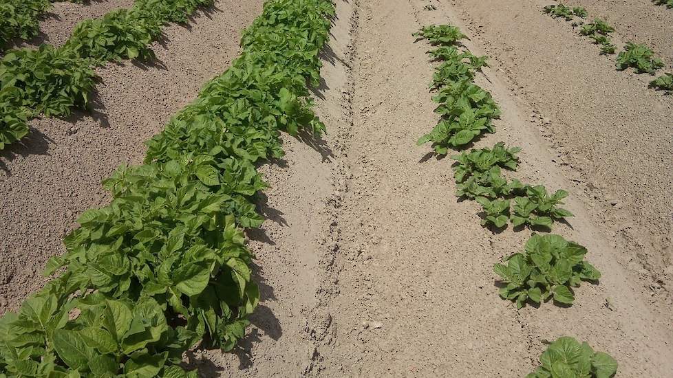 4 juni: De Fontanes (rechts) laten het qua stengels een beetje zitten in vergelijking met de Arizona links op de foto. De tweedejaars Arizona hebben het hele jaar in kiembakken gestaan en hebben nu 40 stengels per strekkende meter. De Fontanes hebben we v