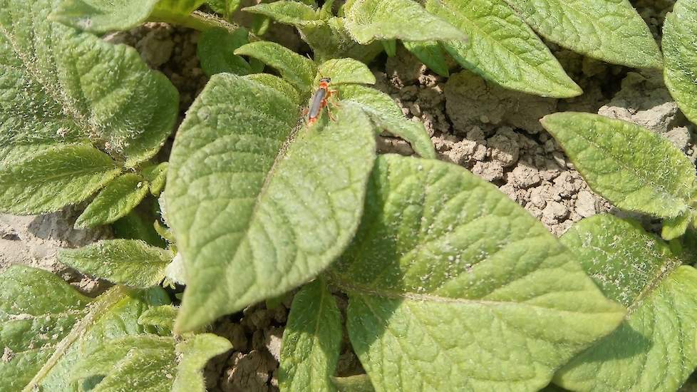 4 juni: De opkomende planten zijn aantrekkelijk voor de luizen. Gelukkig zijn ook de natuurlijke vijanden goed te vinden. Dat geeft aan dat er voor hen wel wat te halen is.