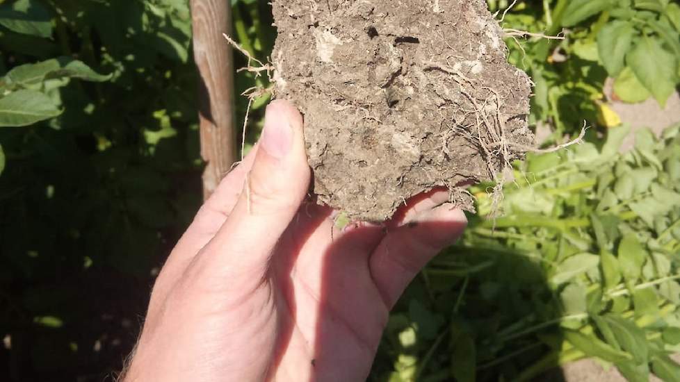 5 juli: De grond onder de rug is droog en behoorlijk doorworteld. Ook zichtbaar is interne verslemping.