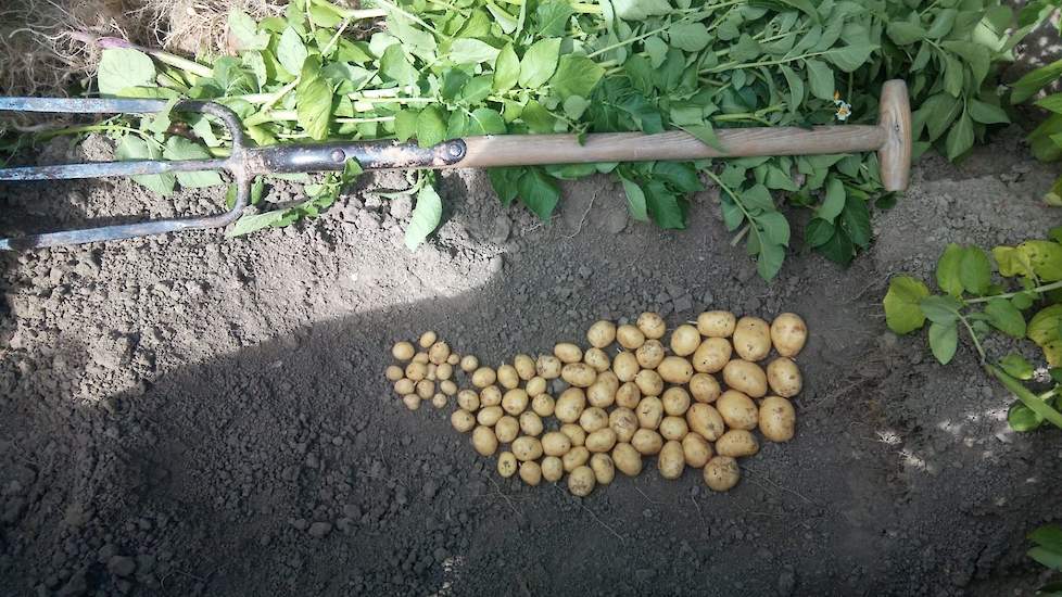 5 juli: Desondanks zijn de knollen regelmatig van vorm en is de zetting mooi, met uitschieters tot 18 knollen per plant. Schurft lijkt mee te vallen, al is Fontane ook redelijk sterk tegen schurft.