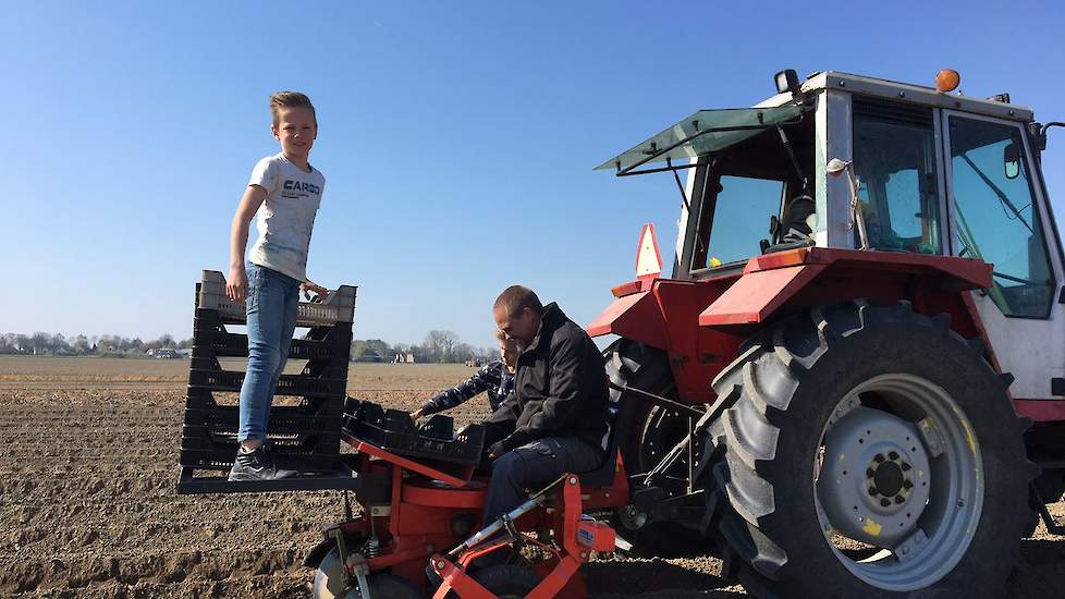 De miniknollen worden waarschijnlijk in augustus-september gerooid en vervolgens op het eigen bedrijf opgeslagen. Biemond: „De oogst levert per plant straks zo’n 8 tot 10 nieuwe knollen op. We hebben hier nu wel al last van de droogte. De bovengrond is ke