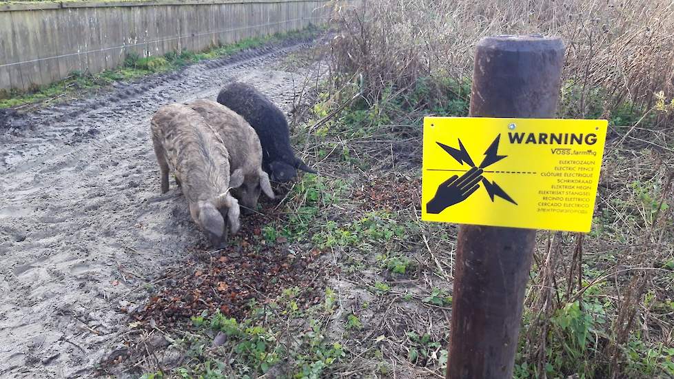 „We hopen dat de varkens voor de winter klaar zijn”, stelt Tack. „Daarna gaan de dieren naar de slacht.” Tack verzorgt samen met vier andere studenten de varkens. „Ze worden bijgevoerd met gerst en krijgen een mengsel bestaande uit onder andere tarwe en g