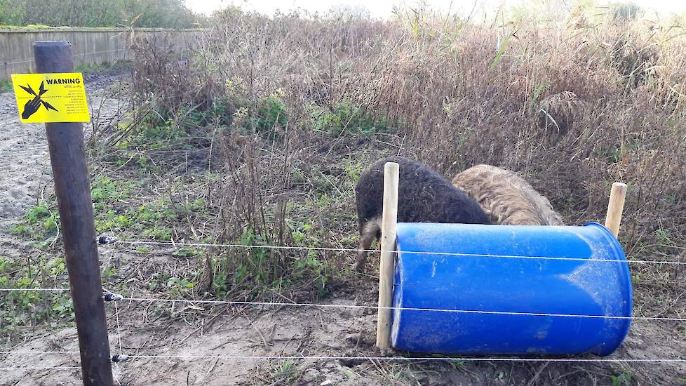 Volgen Tack verloopt het project goed. De veehouderijstudent had nog geen ervaring met een dergelijk project. „We kwamen op het idee na een voorlichting. Met behulp van de kennis en ervaring van anderen, waaronder leraren, hebben we het project opgezet.”