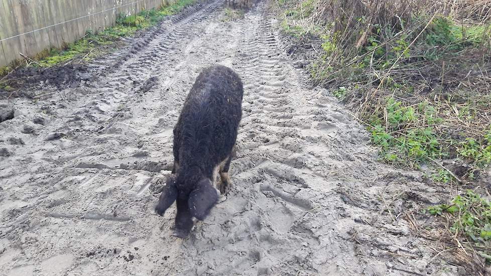 Niet alleen de varkens worden in de gaten gehouden door de studenten. Ook wordt de voortgang van het ontginnen in kaart gebracht. „Als het weer het toelaat, monitoren met een drone hoe het ervoor staat. De varkens maken het stuk grond al mooi zwart”, zegt