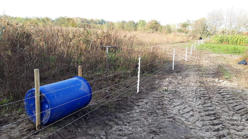 De varkens worden ingezet om het stuk grond te ontginnen zodat de grond later gebruik kan worden voor grasland of akkerbouw. De opbrengsten hiervan zijn bedoeld voor de schapen en geiten die elders op het terrein gehuisvest zijn. Het stuk grond is op dit