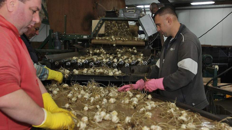 Vier vaste krachten werken mee en sturen de afdelingen aan. Daarnaast is er een groep Poolse medewerkers die, vaak al jaren, tijdens de arbeidspieken de bollen sorteren.