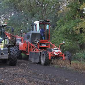 In de herfstmaanden zorgt de lelieoogst voor een arbeidspiek van ongeveer negen weken bij de Drentse leliebollenkweker.