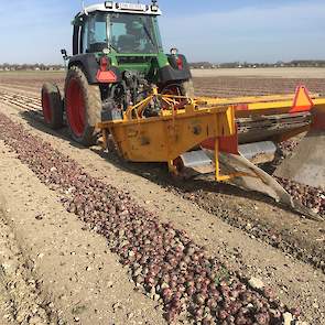 Met zijn Samon-rooier rooide hij de 4 hectare uien van een akkerbouwer uit de regio. De kwaliteit van de oogst was redelijk goed, zegt Van Regteren.„Er zijn weinig schot in.” De uien zijn na het rooien geladen en in kisten weggezet.