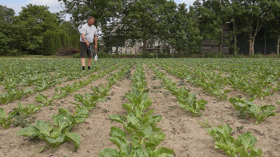 Koops teelt 3,5 hectare bieten. De akkerbouwer heeft zijn bieten inmiddels één keer gespoten tegen bladluizen. Luizen heeft hij nog niet weer gespot in zijn perceel, ook niet op de opslagplanten. De akkerbouwer loopt vandaag alleen, maar regelmatig wordt