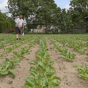 Koops teelt 3,5 hectare bieten. De akkerbouwer heeft zijn bieten inmiddels één keer gespoten tegen bladluizen. Luizen heeft hij nog niet weer gespot in zijn perceel, ook niet op de opslagplanten. De akkerbouwer loopt vandaag alleen, maar regelmatig wordt