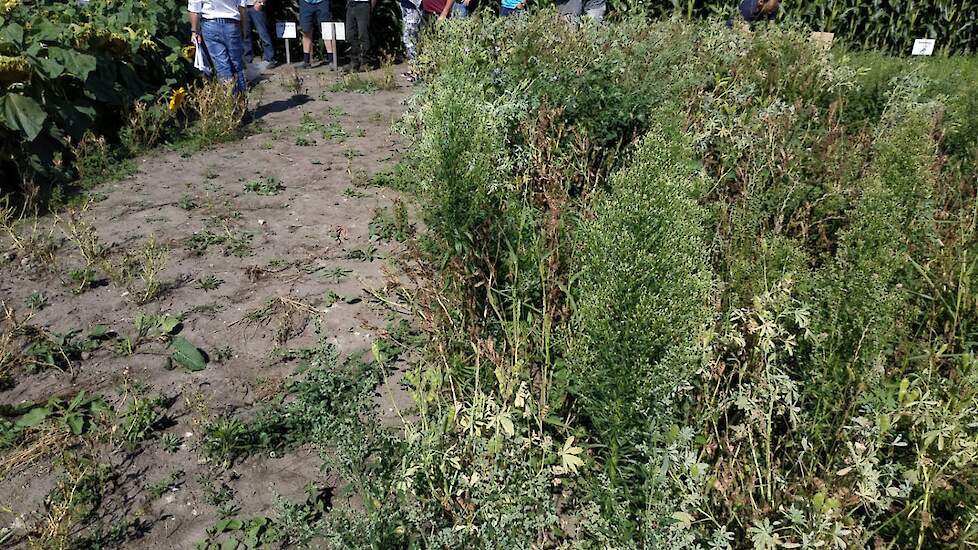 Twee velden lupinen heeft Hoogland gezaaid. Opvallend genoeg is het ene veld opgevreten door hazen, terwijl het andere onaangeroerd staat. Het ras wat de hazen hebben opgevreten is een blauwe, zoete lupine, en daarom waarschijnlijk aantrekkelijker voor di