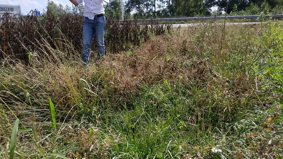 Graserwten is een combinatie die al wat langer toegepast wordt in de melkveehouderij. Eind juli kan er zo’n 10 tot 11 ton droge stof geoogst en als gps ingekuild worden. Het gras dient als voedingsbodem (suikers) voor de conservering. „Dat gaat eigenlijk