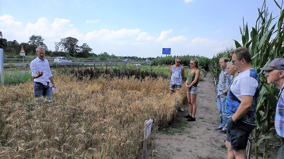 Teeltadviseur Teo Wijbenga neemt de veehouders mee langs de verschillende proefvelden. Hij begint bij een aantal soorten tarwe. „Tarwe lukt eigenlijk altijd wel en daarom voor veehouders niet een al te ingewikkeld gewas om te verbouwen”, stelt hij. De ver