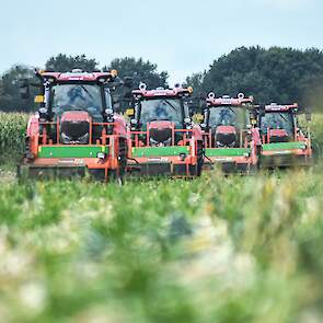 Timmerman teelt in totaal 20 hectare zaaiuien en 11 hectare eerstejaars plantuien. Een deel van de zaaiuien teelt hij vrij. Deze gaan na de oogst de bewaring in. De uien zijn in het weekeinde gerooid. Naar verwachting worden ze vandaag geladen en vervoerd