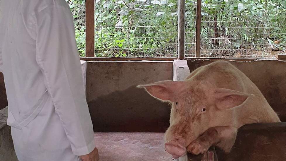 De start verliep niet zonder slag of stoot. „We hadden een farmmanager die de boel aan het belazeren was en soms een week lang geen voer aan de varkens gaf, het voer doorverkocht en het geld in de eigen zak stopte. Het gevolg: alle varkens waren zwak en h