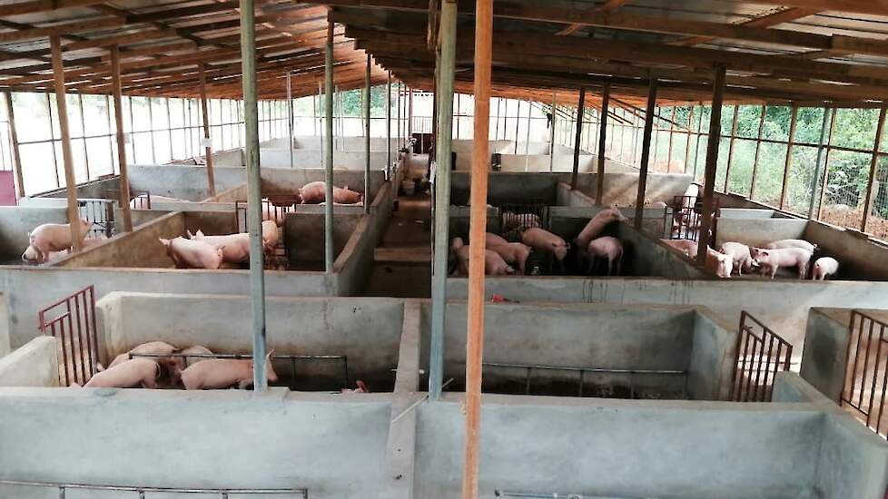 In 2019 bouwde Van der Veen een stal voor duizend varkens en een jaar later hebben ze twee beren, vijftien zeugen en 63 biggen gekocht. „Je moet het zelf doen hier. Je koopt een stuk grond en zet er wat op. Je hebt hier niks geen heisa met vergunningen en