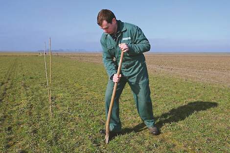 Koe Matthijssen: „Weidevogelbeheer kost altijd iets aan rendement.”