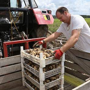 Maar Kroeze haalt ook nieuwere rassen van het land : Messi, Hind en Celine in rode, gele en paarse variant. En de rode Pipo. In het biologische uitgangsmateriaal blijkt het ras Cammeo goed bestand tegen Phytophthora. Gespecialiseerde handelshuizen nemen h