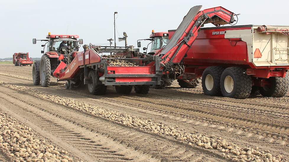 De aardappelen worden na enkele uren in het zwad door neef Erwin opgeladen met een Amac AX2. De stagiaires Matheo en Ester verzorgen het transport naar de bewaring.