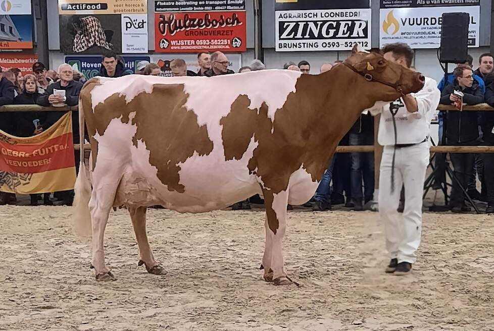 Jimm. Holsteins Venetie 30 imponeerde met haar ras en kwaliteit.