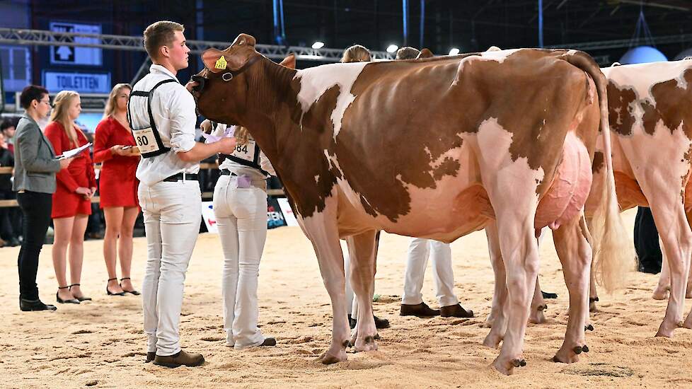 Topcross Jaan 668 pakte de kop in de tweede vaarzenrubriek bij de roodbonten. De Diamondback-dochter van de familie Jacobi uit Garyp toonde een ruime voorhand met veel ruimte tussen de voorbenen, een mooie ribwelving en een best, mooi gevormd, ondiep uier