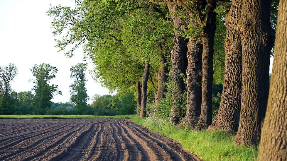 plan-boom-helpt-particulieren-met-bosaanplant-veld-post-nl