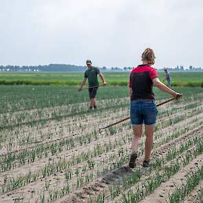 De uien van het ras Hypark zijn op 21 april gezaaid. Dat is wat aan de late kant, zegt Jeroen. „Normaal zijn we één tot twee weken eerder.” De planten zijn door de latere zaai en de natheid gevolgd door de langdurige droogte minder ver ontwikkeld dan in e