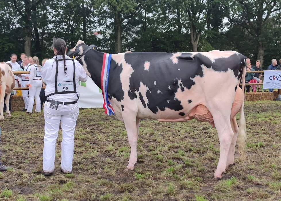 De harmonisch gebouwde rastypische Sanne 37 werd middenklaskampioene en algemeen kampioene zwartbont in Lhee.