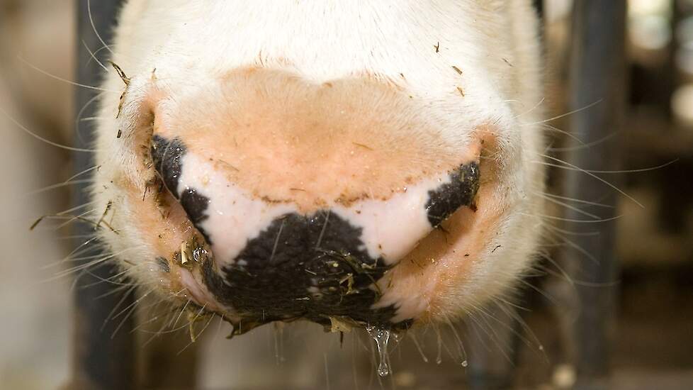 WUR: 'Non è possibile stabilire se la varietà della febbre catarrale degli ovini provenga dall'Italia' |  Veld-post.nl