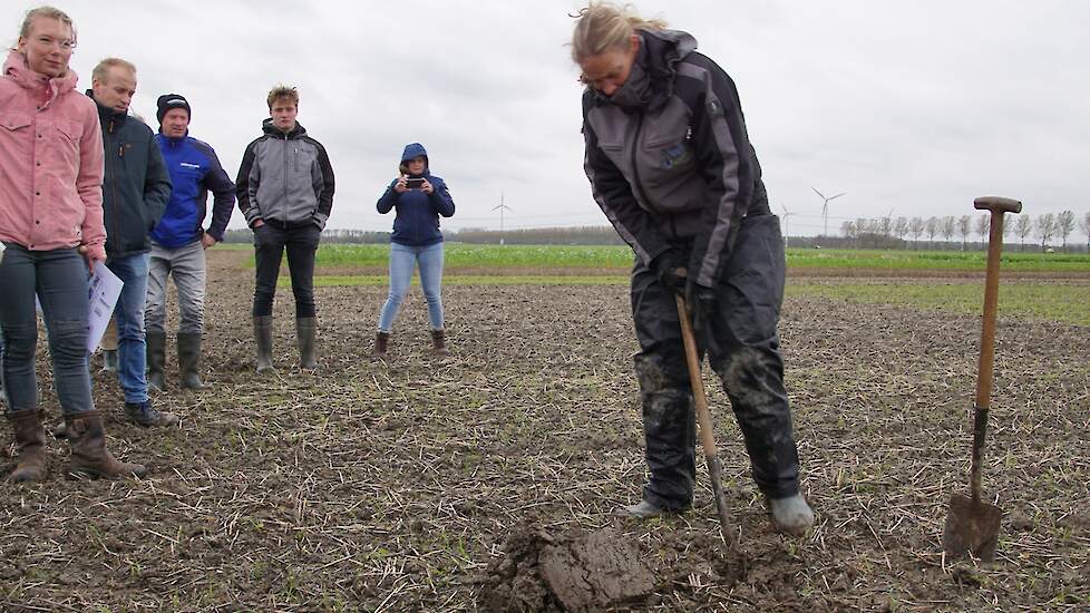 Gering effect bij late zaai groenbemesters.