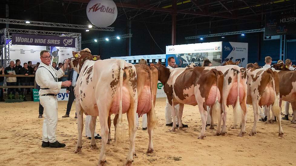 Op de tweede plaats eindigde Hhz O’Kitty Red van Hoftijzer Holsteins uit Zwartewaal. De Achilles-dochter was fijngebouwd en zeer melktypisch en beschikte over een zeer goed, hoog uier. Hbc Power Buck Rose van Schep Holsteins Holland BV uit Bergambacht kwa