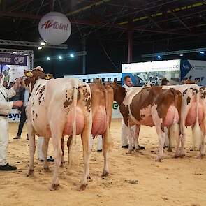 Op de tweede plaats eindigde Hhz O’Kitty Red van Hoftijzer Holsteins uit Zwartewaal. De Achilles-dochter was fijngebouwd en zeer melktypisch en beschikte over een zeer goed, hoog uier. Hbc Power Buck Rose van Schep Holsteins Holland BV uit Bergambacht kwa