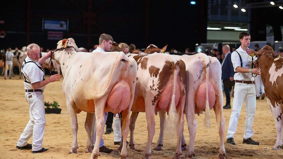 In de tweede rubriek ging het niveau een stuk omhoog. Op kop Noorder Splash P VRC van de combinatie Schoonhoven – ARGH Holsteins uit Noordeinde. De evenredige Mirand-dochter toonde een mooi type en was erg goed afgewerkt. Ze kreeg de voorstap boven de bes