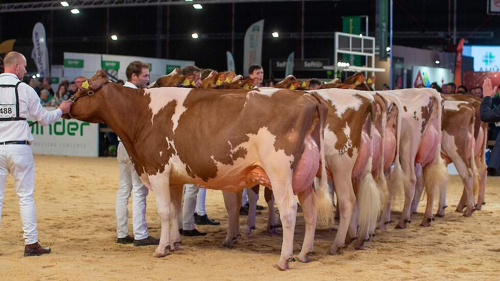 De middenklasse begon met een zeer goede rubriek. Op kop kwam Topcross Jaan 668 van de familie Jacobi uit Garyp. De Diamondback-dochter werd nog niet zo lang geleden uitgeroepen tot Best Red op de veekeuring Fryslân. Ze heeft een mooi type met een ruime v