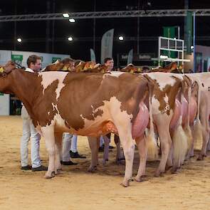 De middenklasse begon met een zeer goede rubriek. Op kop kwam Topcross Jaan 668 van de familie Jacobi uit Garyp. De Diamondback-dochter werd nog niet zo lang geleden uitgeroepen tot Best Red op de veekeuring Fryslân. Ze heeft een mooi type met een ruime v