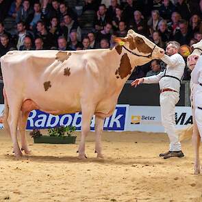 Batouwe Jrd Belladonna van Batouwe Holsteins uit Dodewaard pakte de tweede plaats in deze rubriek. De Jordy-dochter showt graag, is groot en lang, heeft goede voorbenen en een ondiep, sterk uier.