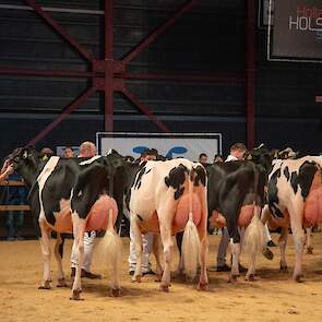 In de derde rubriek kreeg Bons-Holsteins Dikkie 216 van de familie Bons uit Ottoland de voorstap. Ze blonk niet uit in breedtematen, maar de grote, lange Master-dochter toonde een mooi, ondiep uier en liep op droge benen. Op 1B La Waebera Mirand Jazz van