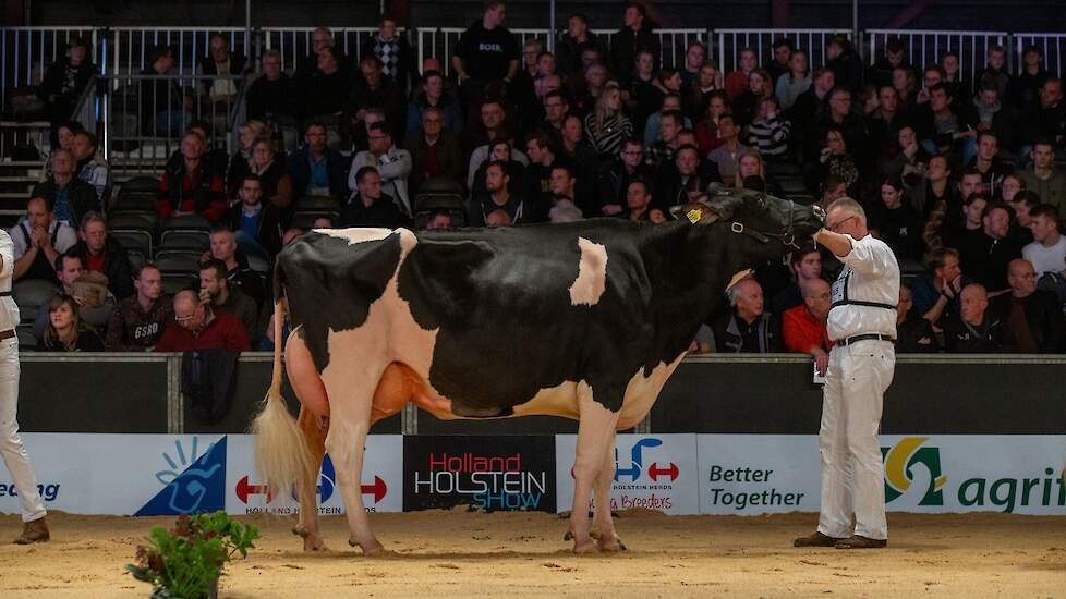 De 1C-positie was voor de grote, lange, goed geuierde Butler-dochter Hhz Cinderella 5 van Hoftijzer.