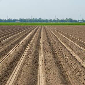 Het bouwplan van Holstein is behoorlijk intensief: Veel rooigewassen en slechts 7,5 hectare tarwe.