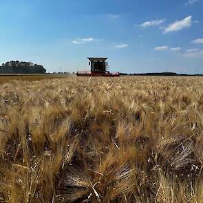 Hij teelt hier het brouwgerstras Pixel. Hij hoopt in deze paar mooie dagen in totaal 20 hectare te dorsen.