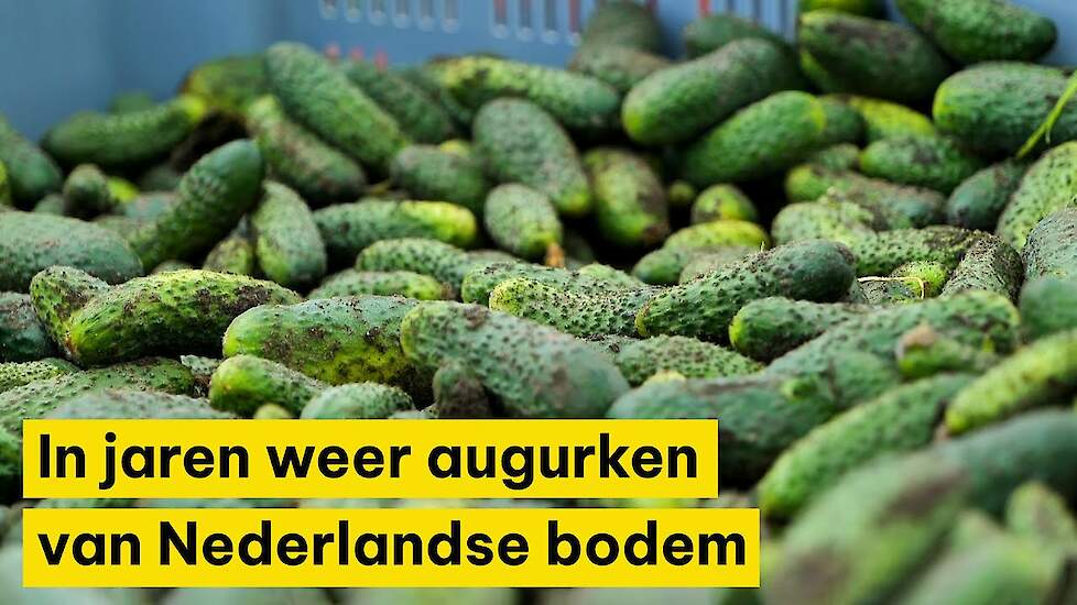 Voor het eerst in jaren weer augurken van Nederlandse bodem