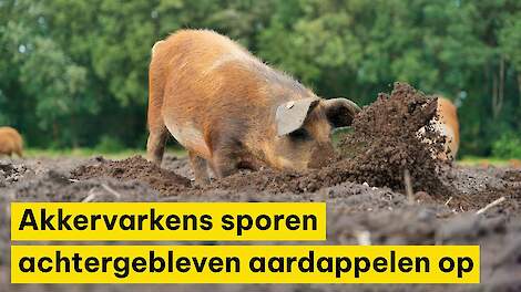 Akkervarkens sporen achtergebleven aardappelen op