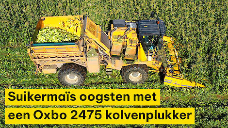 Suikermaïs oogsten met een Oxbo 2475 kolvenplukker