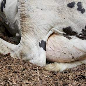 In de ligboxen heeft familie Brink houtkrullen en paardenmest. Qua hygiene gaat dit uitstekend, omdat het van een ander bacterieel milieu afkomstig is dan de koe, denkt Brink. Het celgetal van het bedrijf ligt op 110.