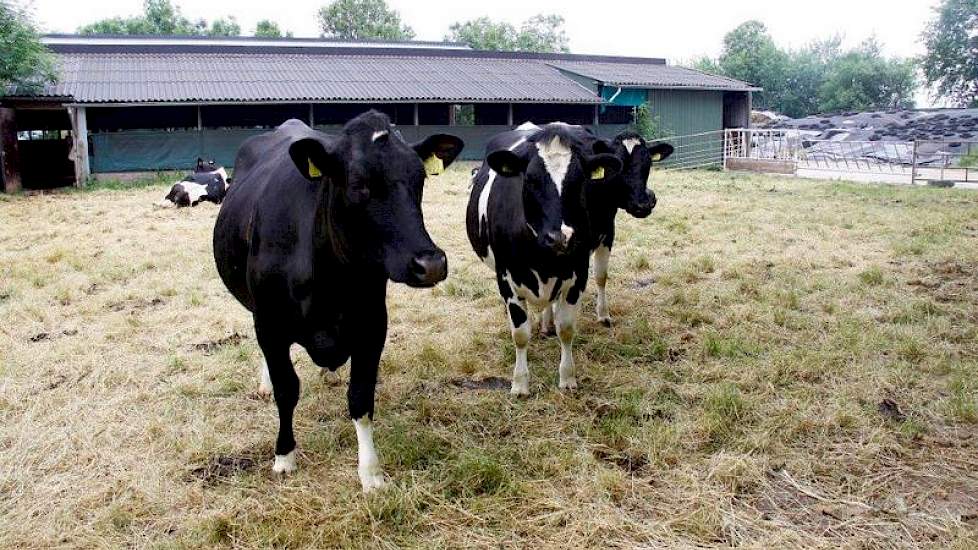 De droge koeien hebben een trapweide naast de oude stal. In de toekomst komt er een zanduitloop.