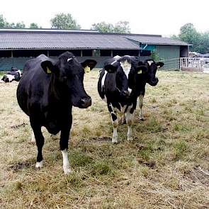 De droge koeien hebben een trapweide naast de oude stal. In de toekomst komt er een zanduitloop.