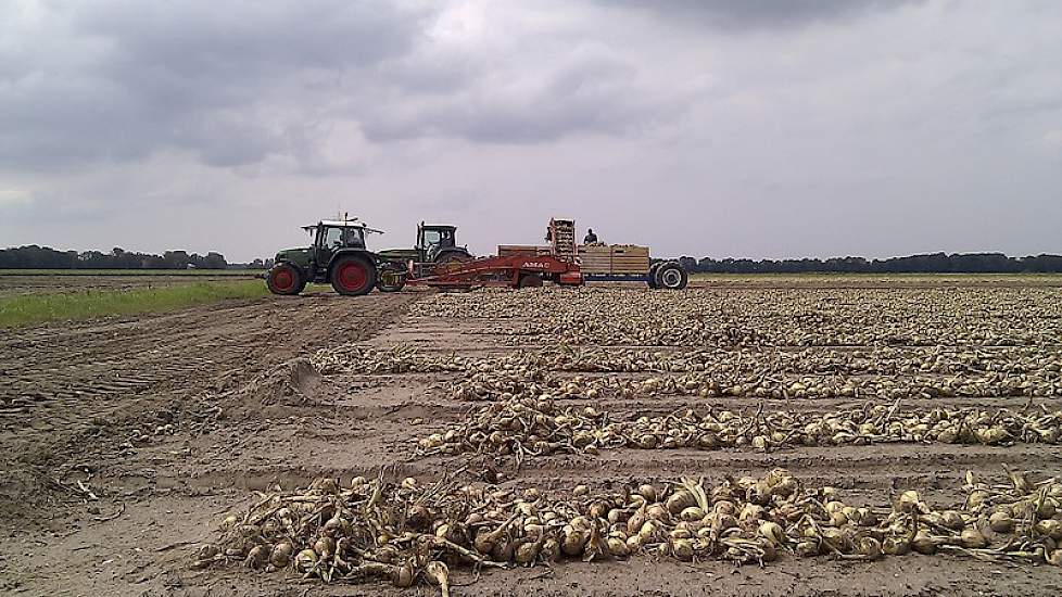 de helft van de 26 hectare plantuien is inmiddels gerooid